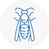 Wisbech Wasp Nest Removal